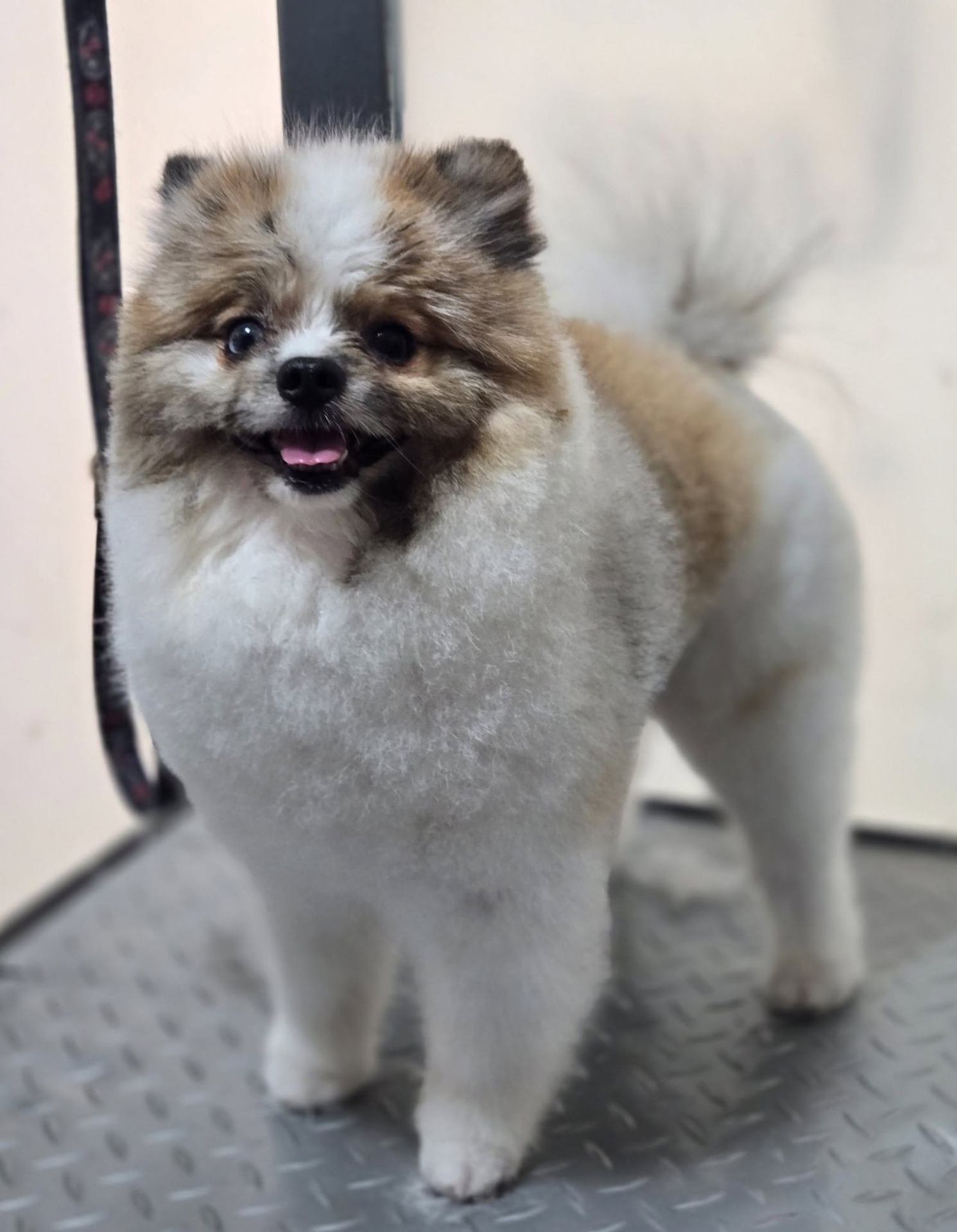 Fluffy Pomeranian after grooming