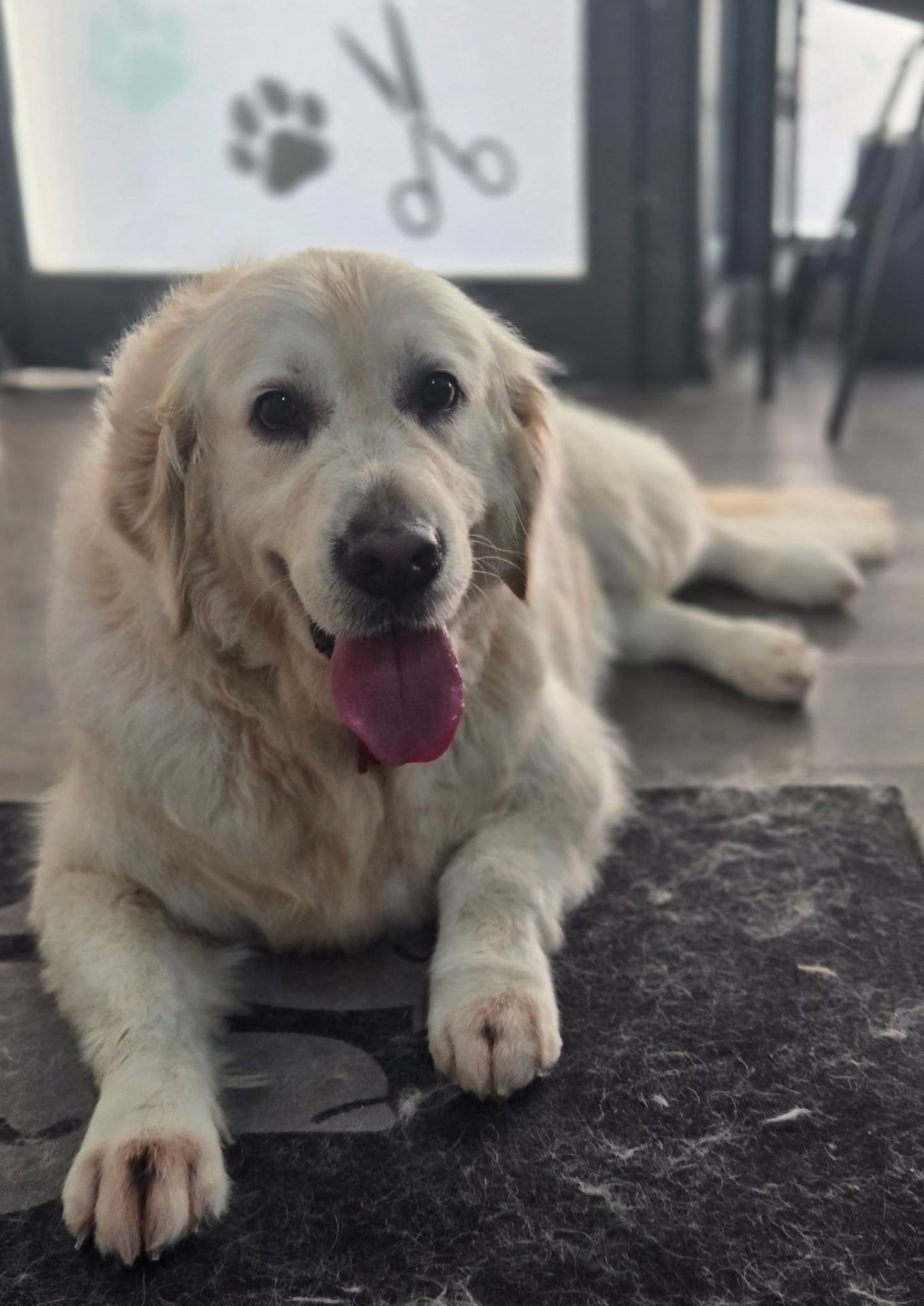 Happy golden retriever at the salon