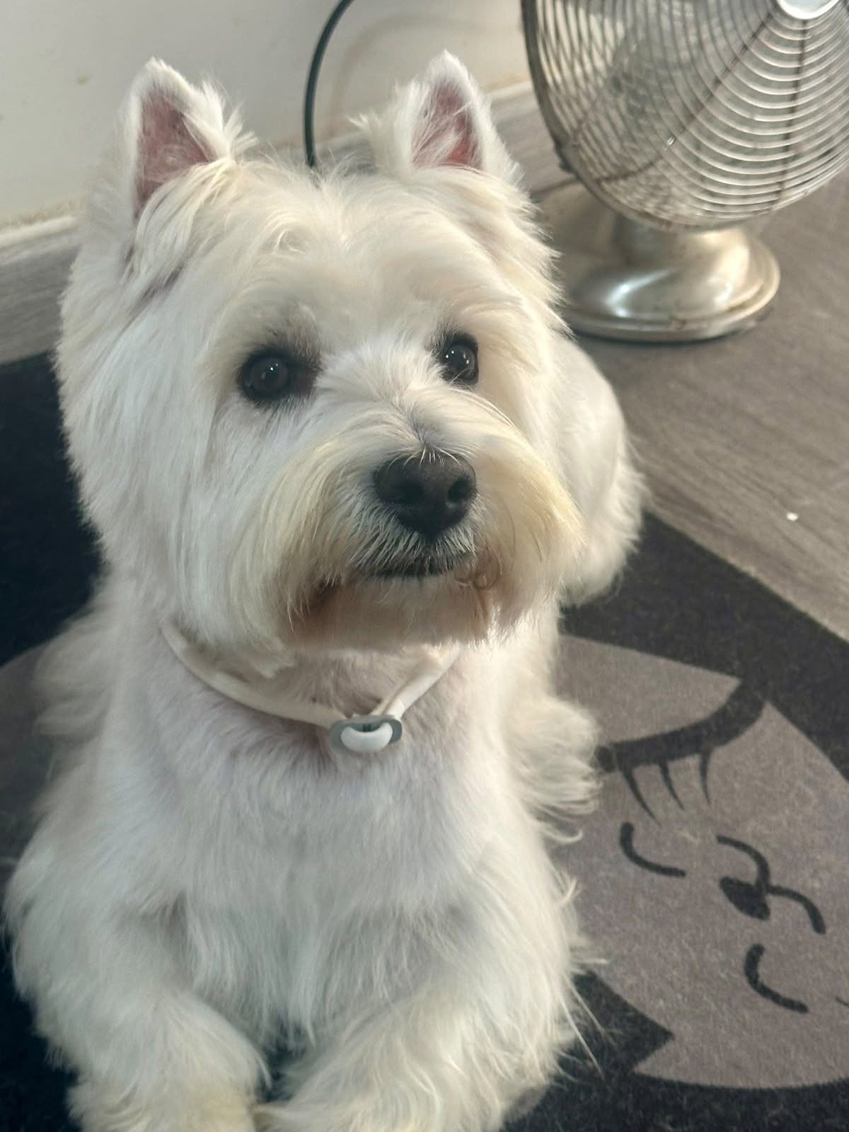 West Highland Terrier freshly groomed