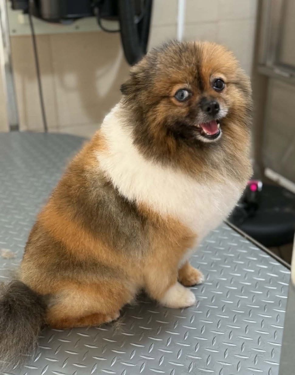 Pomeranian with a beautiful trim