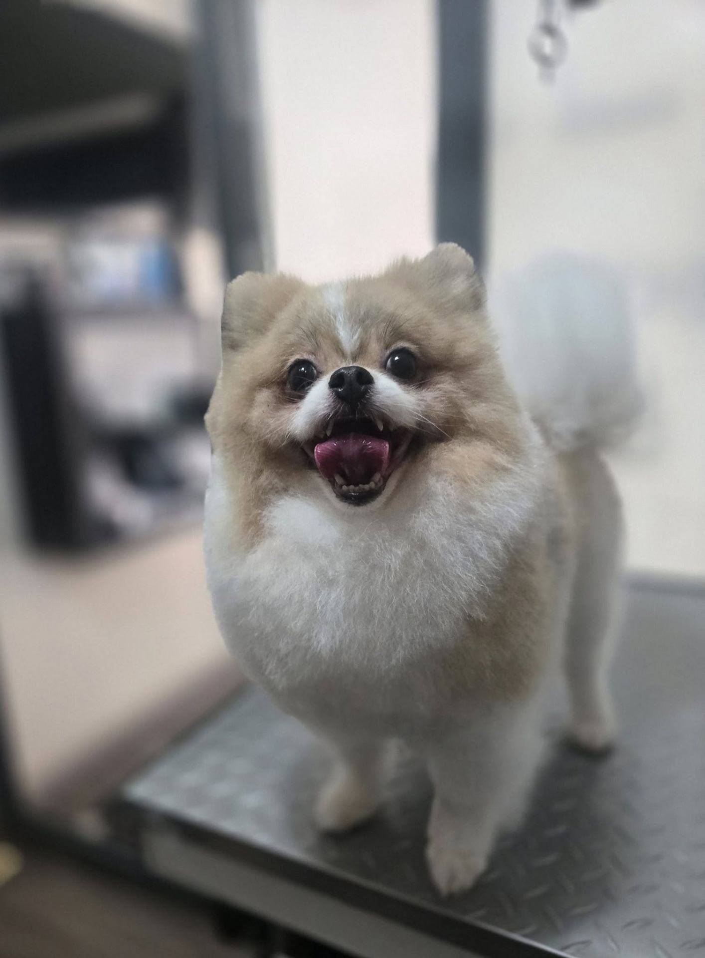 Cream Pomeranian smiling on grooming table