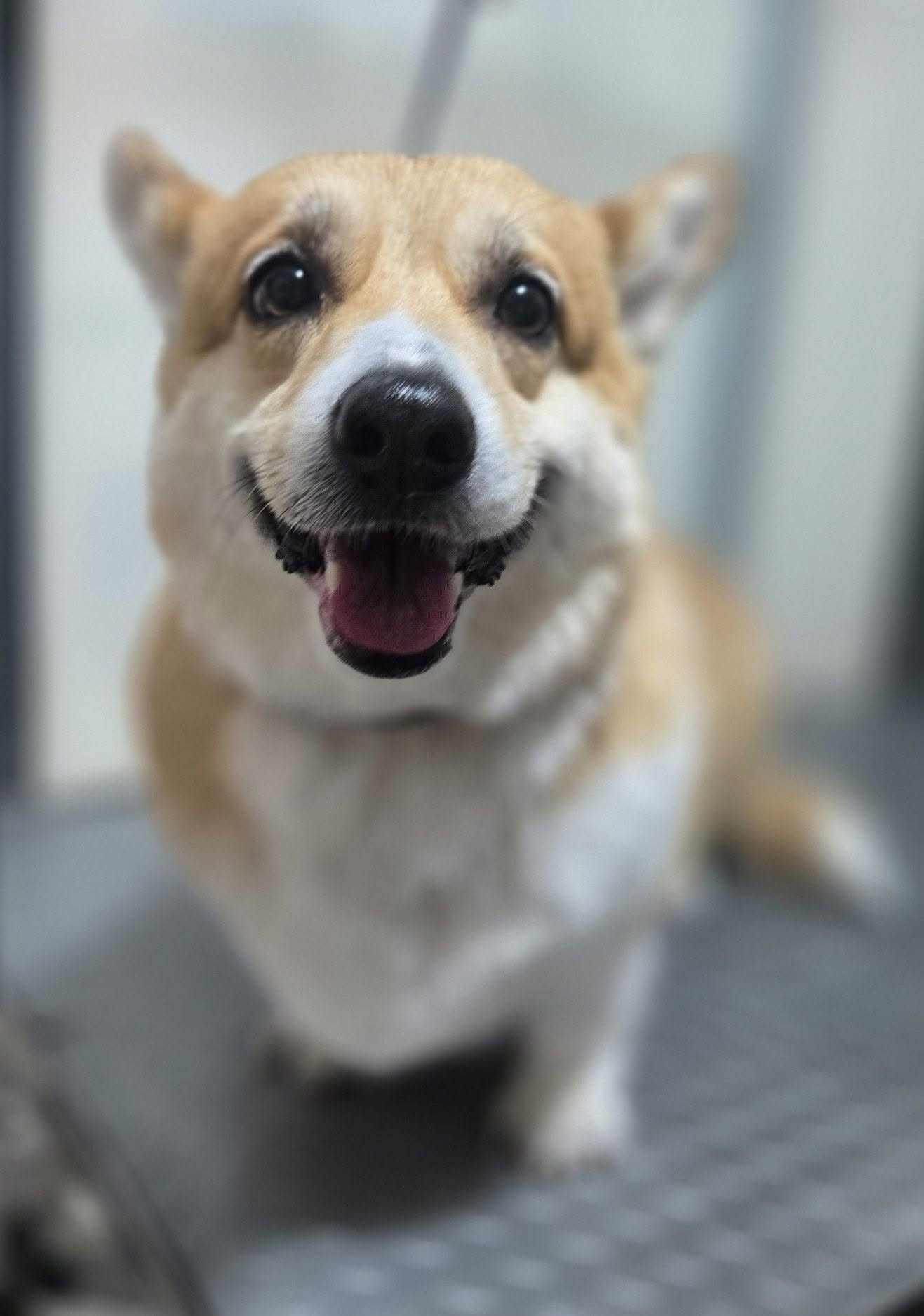 Happy corgi close-up