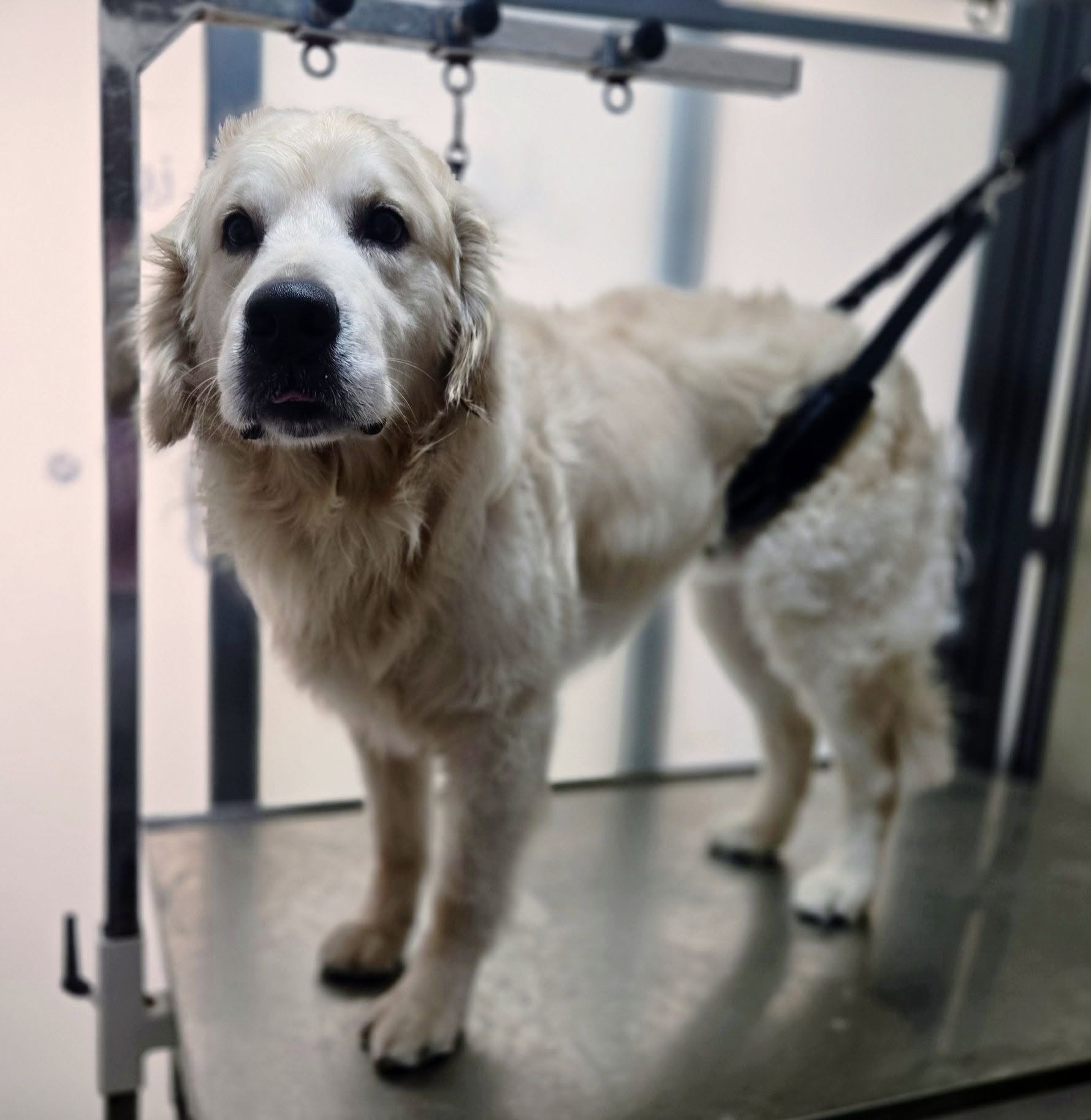 Golden retriever after a fresh bath