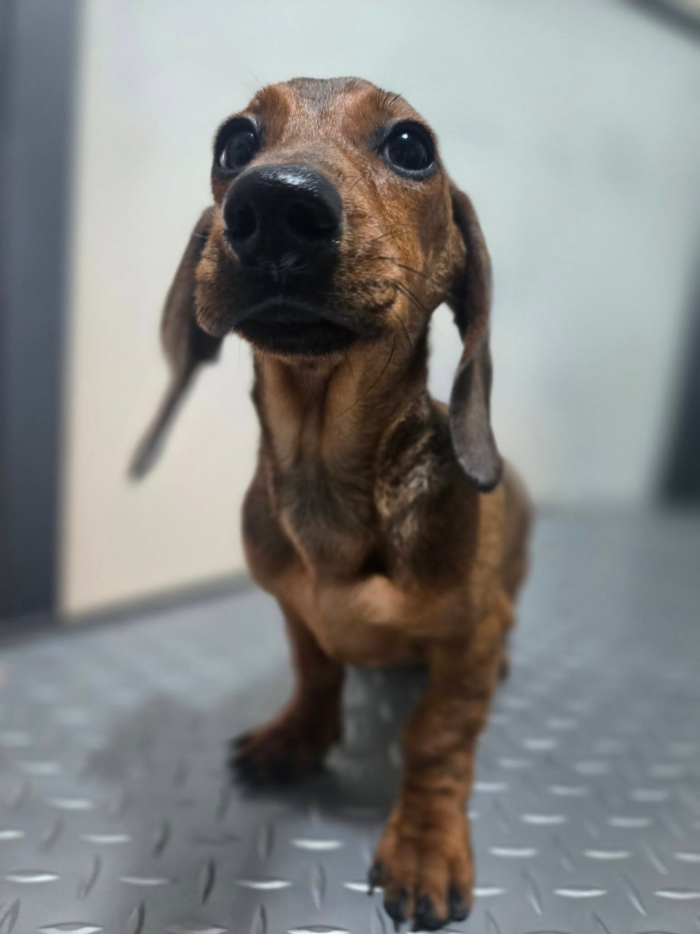 Curious dachshund puppy
